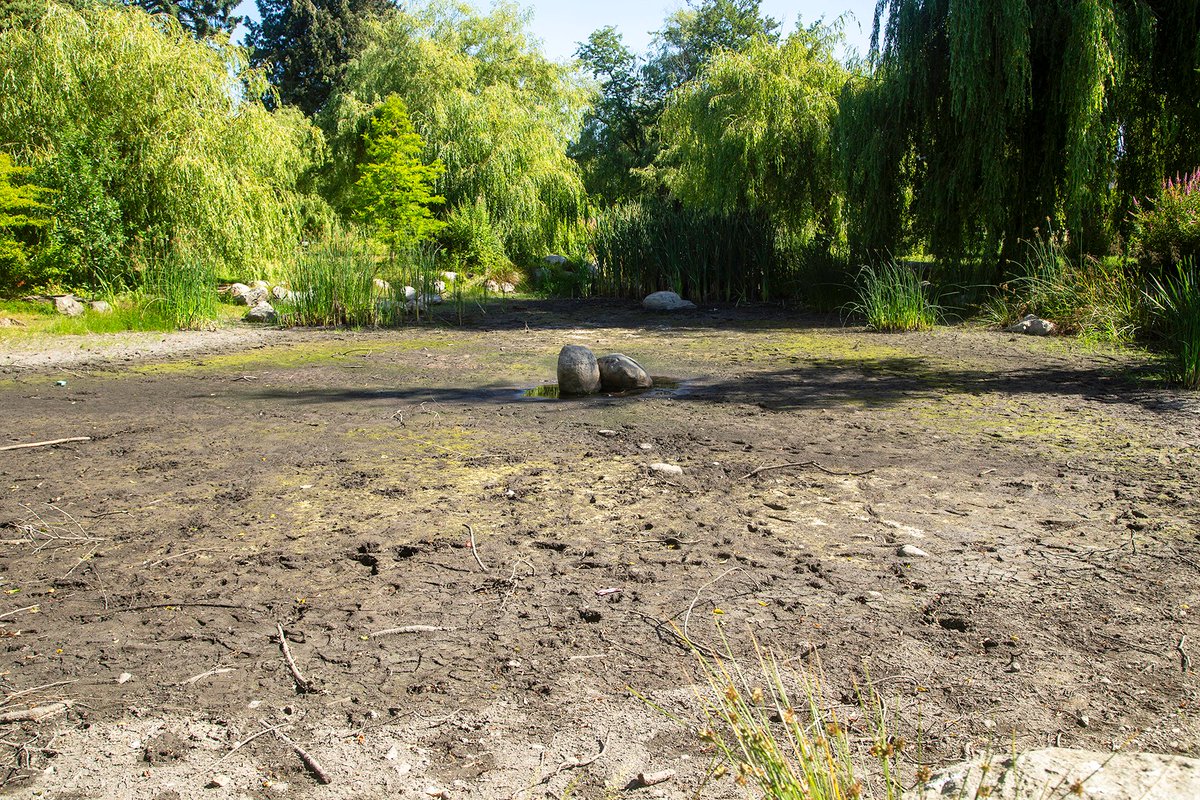 A Drop in the Pond (at South Memorial). Read my article
@ClimateCultures
at climatecultures.net/cultural-chang… 
Visit the ClimateCultures site at climatecultures.net 
View more photos at flickr.com/photos/7879102…

#climatecrisis #waterconservation #drinkingwater #drought #vancouverbc