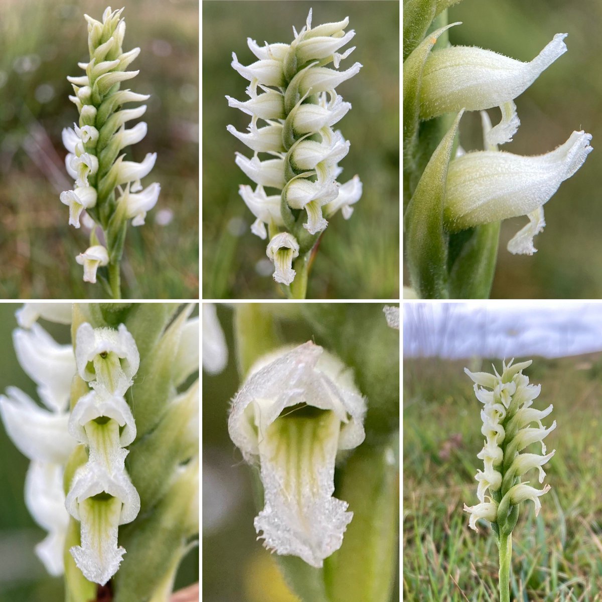 Oh my goodness, what an incredible plant !! Worth braving the wind and rain for the magnificent Irish Lady’s Tresses. Beautiful 🤍 Now Pugsley’s is the only U.K. orchid I haven’t seen - I guess that will have to wait until next year now… #orchid