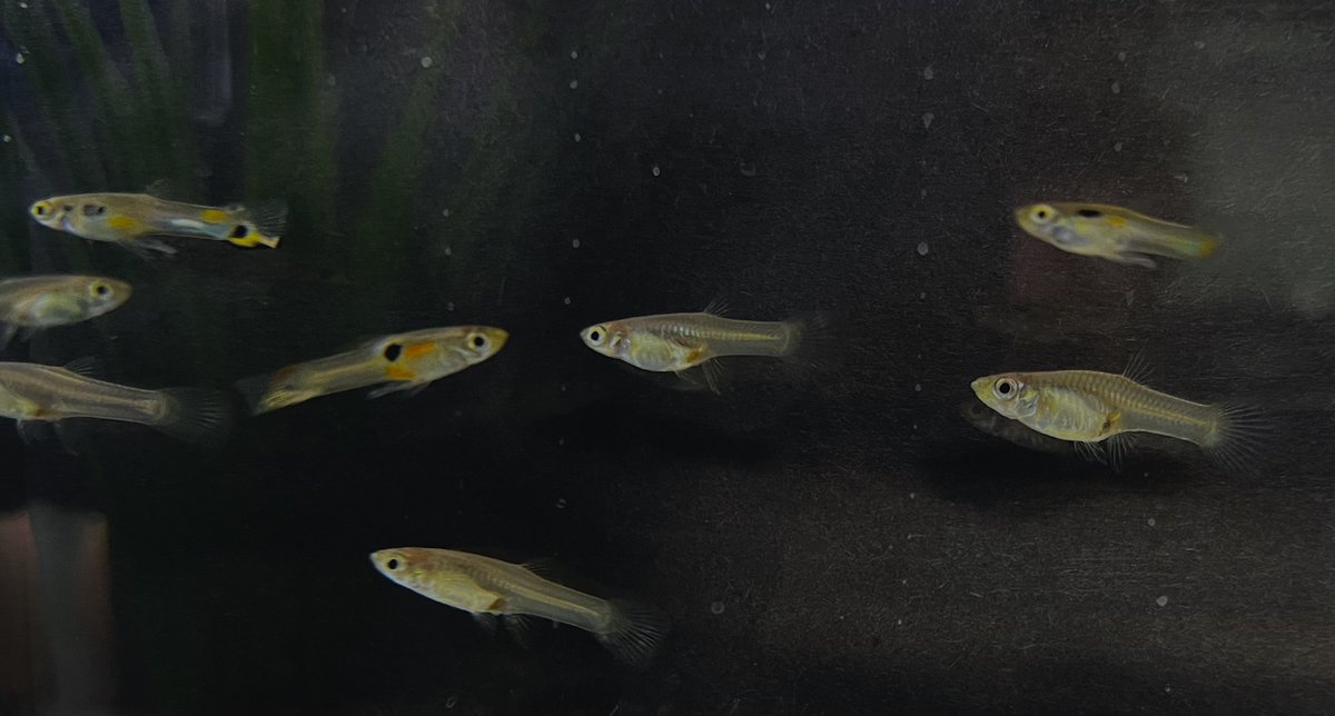 Becky Padget (@beckyfbpadget) on Twitter photo Excited to share our (w/ <a href="/DardenSafi/">Safi Darden</a> & Tim Fawcett) paper on guppy cooperation out today in <a href="/RSocPublishing/">Royal Society Publishing</a> Proc B! We tested the effect of group size on predator inspection and found (unexpectedly) that individuals in bigger groups cooperated more! 🐟 doi.org/10.1098/rspb.2… Excited to share our (w/ <a href="/DardenSafi/">Safi Darden</a> & Tim Fawcett) paper on guppy cooperation out today in <a href="/RSocPublishing/">Royal Society Publishing</a> Proc B! We tested the effect of group size on predator inspection and found (unexpectedly) that individuals in bigger groups cooperated more! 🐟 doi.org/10.1098/rspb.2…