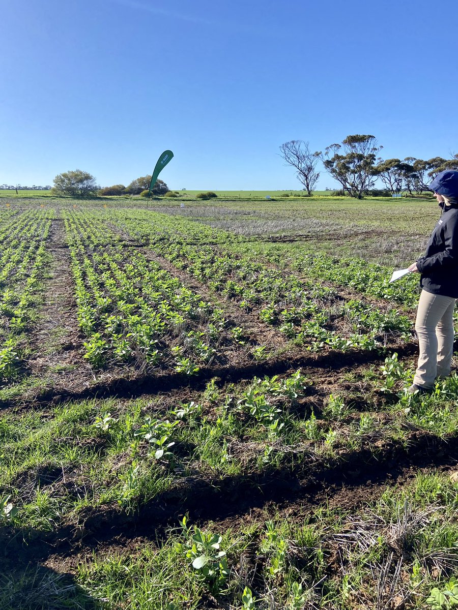 Had a great day at <a href="/BASF_Agro_Au/">BASF Agricultural Solutions Australia</a> Innovation Site Winter Walk. 
InVigor canola, Liberty Link herbicide systems &amp; the importance of planting depth! 
Thanks guys, exciting stuff