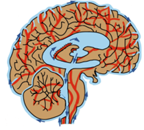 We are looking for a postdoctoral researcher to join the #ChronoPhysics team and work on the modelling of sleep and brain clearance across the lifespan. Please share with those who may be interested.  

More info here: usyd.wd3.myworkdayjobs.com/USYD_EXTERNAL_…