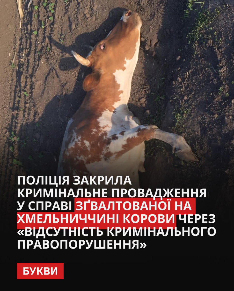 Нагадаємо, що 29 травня стало відомо, що у селищі Антоніни (Хмельницька область) закатували та зґвалтували корову. Її знайшли знесиленою посеред поля.

“Хтось прив’язав корову до трактора, і вона бігла, поки не знесилилась і не впала. Шкіра обдерта, роги підірвані від ланцюга, на
