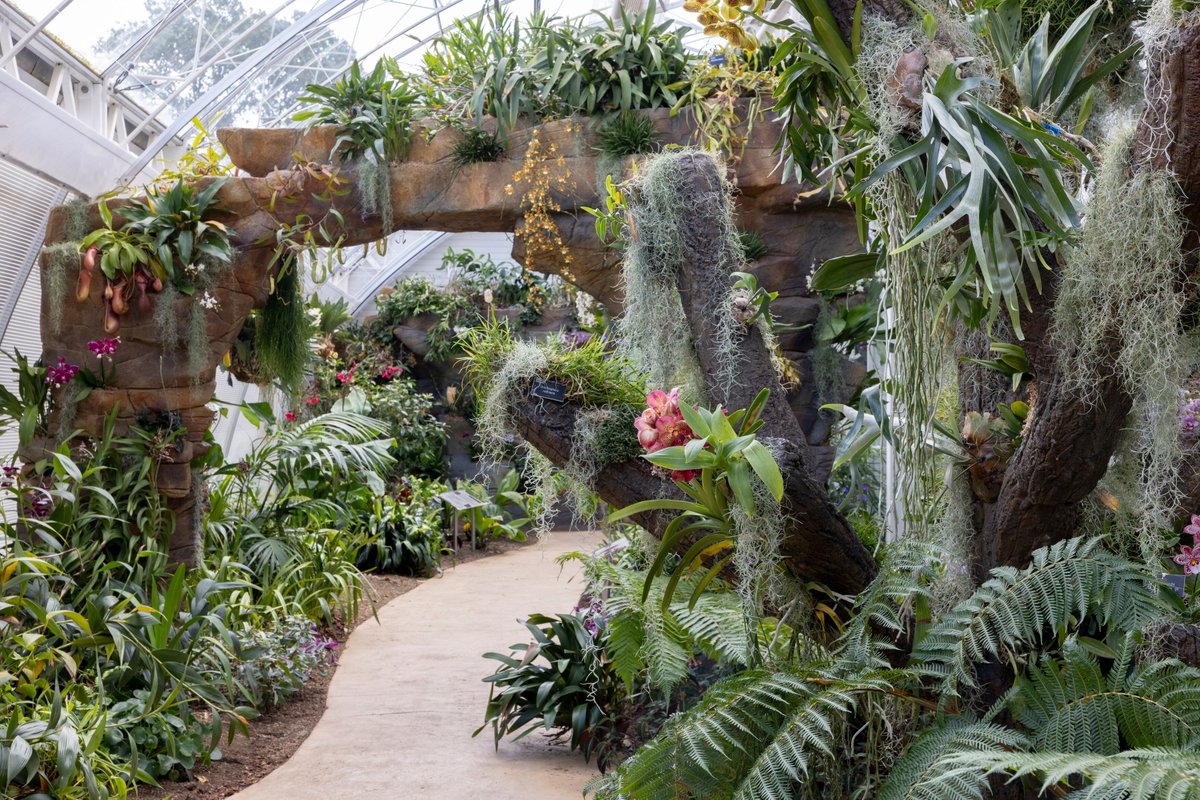 The new Orchid House in the Glasshouse opens today! For the first time, our vast collection of more than 3,000 #orchids will have their time to shine with hundreds now on display. The display will change throughout the seasons to showcase the different orchids in their prime.