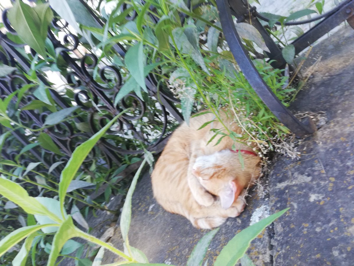 PancakeSorting's tweet photo. @teqology It's oke!!! I found a street full of (friendly) cats that I make every excuse to visit! https://t.co/6ciEcyFD9d