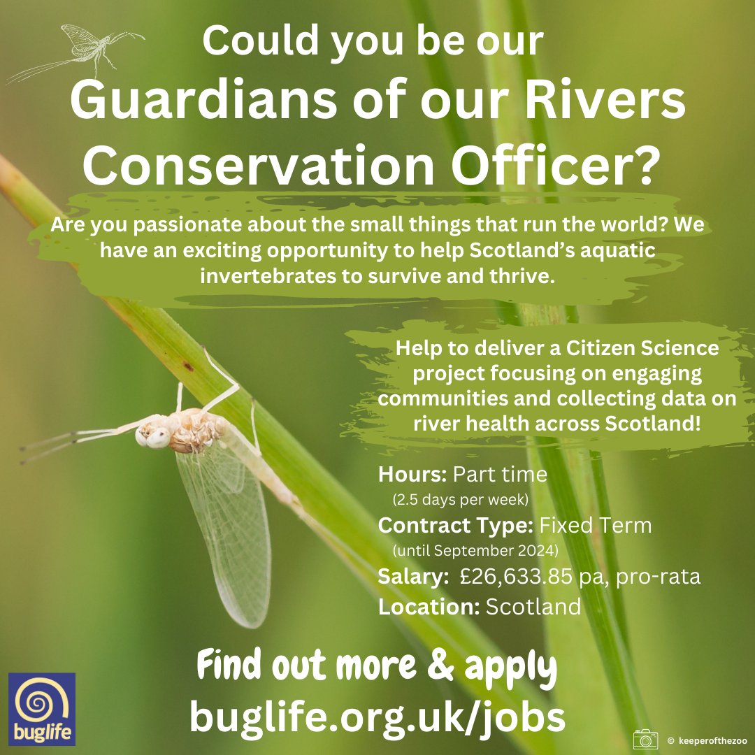 🌟Join the Buglife team!🌟

Are you passionate about #Scotland's #invertebrates? Want to be part of a thriving community-based project &amp; join the <a href="/BuglifeScotland/">BuglifeScotland</a> team as a Conservation Officer?

Find out more &amp; apply
👇
buglife.org.uk/job/guardians-…

#ConservationCareers