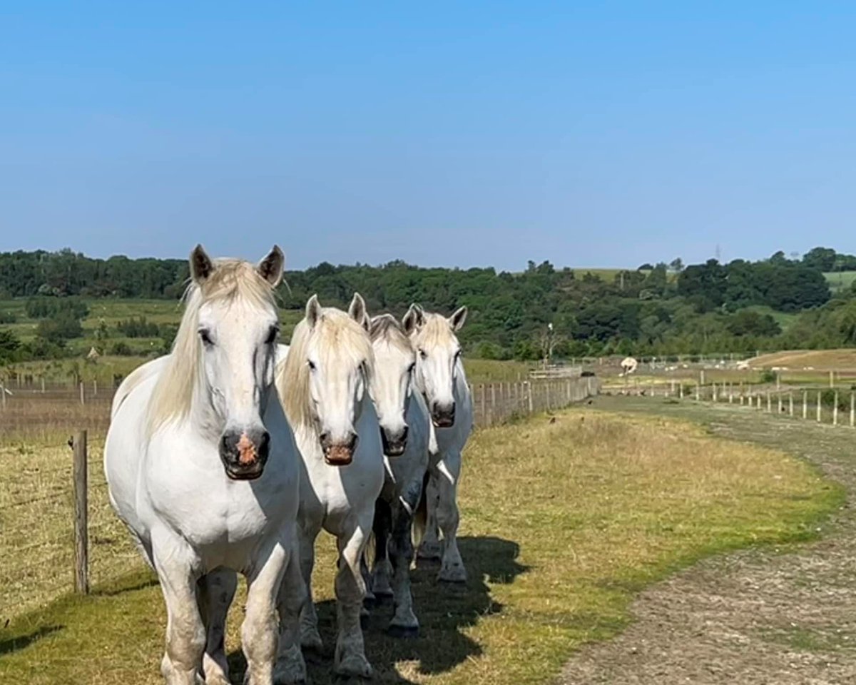 Bonheur, Vick, Celcius and Clean are ready to entertain you all this summer🐎🐎🐎🐎

Quiz time!

Can anyone tell us what breed of horse these four beauties are? Let us know in the comments.