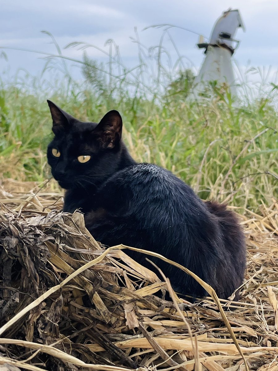 🐈‍⬛ https://t.co/zQuTTNZlJG