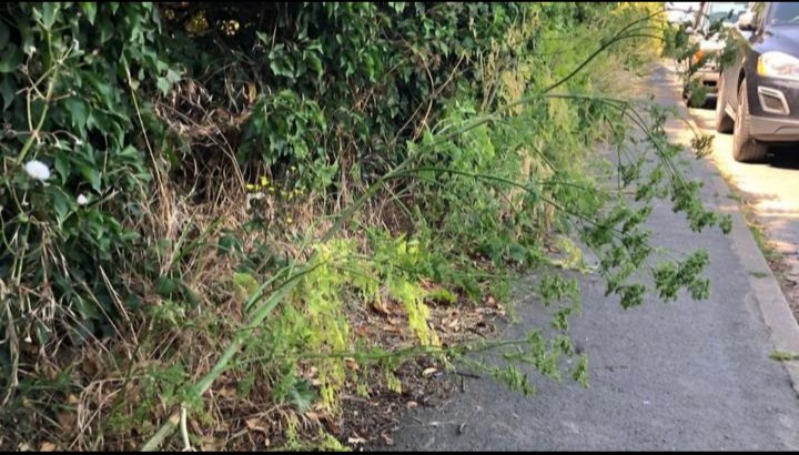 The most dangerous thing here is in the top right corner of the photo.

#hemlockgate