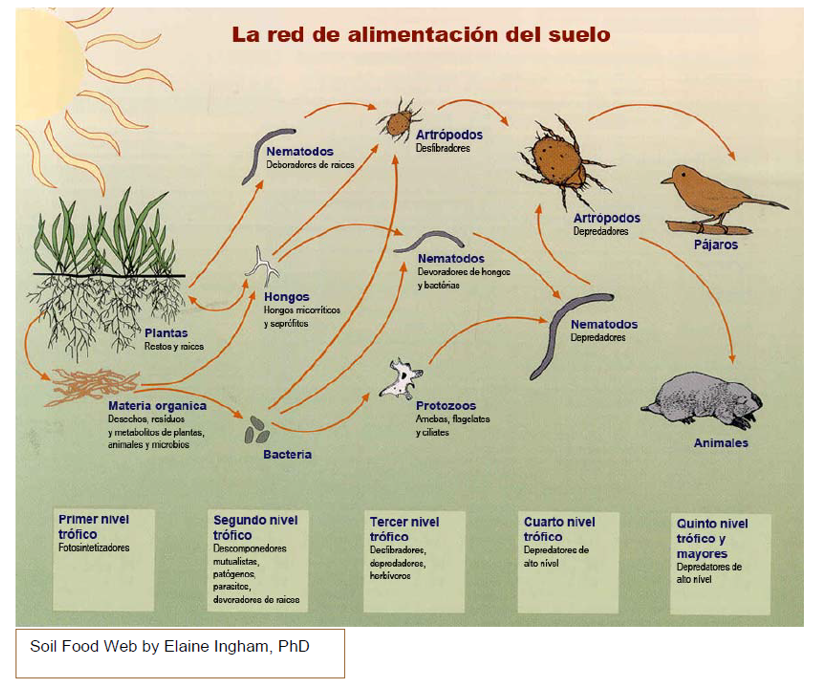 ullerol's tweet photo. Cada vegada escoltem més que en els bancals cada vegada hi ha menys diversitat d'animals.
En esta infografía es pot apreciar que si en el sòl cada vegada hi ha menys matèria orgànica, els organismes que viuen en el sòl van desapareixent i per tant els animals també. https://t.co/0TG4w7a95D