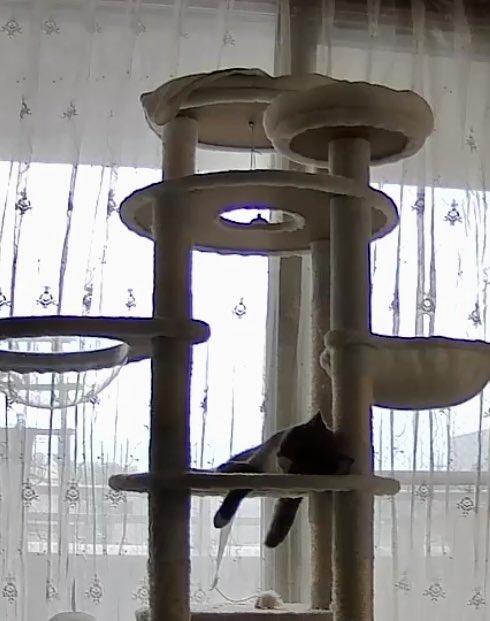 mairo4633's tweet image. だらーんとお昼寝
#ブリテッシュショートヘア　#猫好きさんと繋がりたい