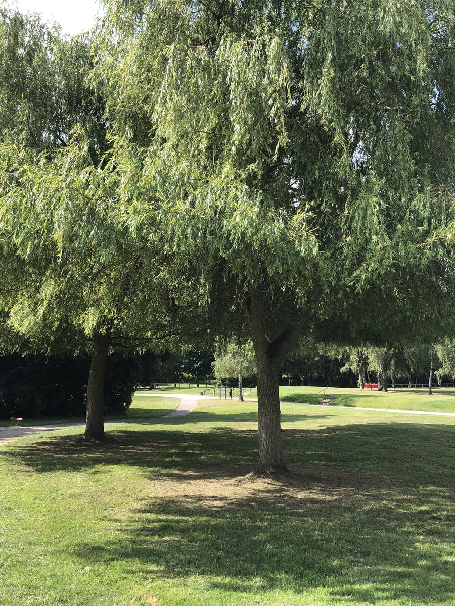 Miles_gkeeper's tweet photo. Our lovely Willow trees trimmed at 10th green. Haircut… Bob?? Strimmed round to finish. #greenkeeper #jack #Dan #hedgecutter #stihl #bob #haircut https://t.co/jvmTjFKEJI
