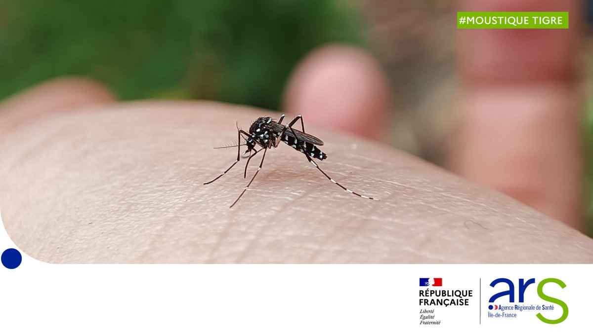 ARS_IDF's tweet photo. En France et à l’étranger, protégez-vous du #MoustiqueTigre. Lorsqu’il pique une personne infectée par le virus Zika, de la dengue ou du chikungunya, il peut transmettre cette infection.
👉Il est donc important de bloquer son développement. En savoir + : https://t.co/cvaBUceQAT https://t.co/1KZOYGopf3