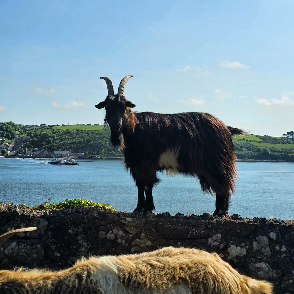 📍Passage East, Co. Waterford, Ireland 🇮🇪
.
.
#passageeast #Waterford #Ireland #irelandsancienteast #summer #wexford #hookpeninsula #ballyhack #passageeastferry #staycation #tourism #sunnysoutheast #sunshine #goats