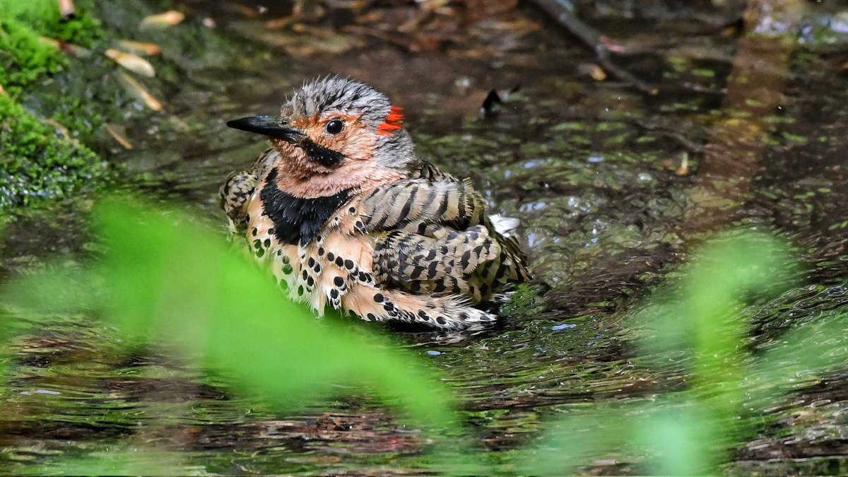 Good morning from Central Park! Humans of NYC, it's scorching out &amp; this Northern Flicker has the right idea on how to stay cool. Northern Flickers are objectively one of the most dapper birds in NYC w/a sparkle level of TEN!!! 😍