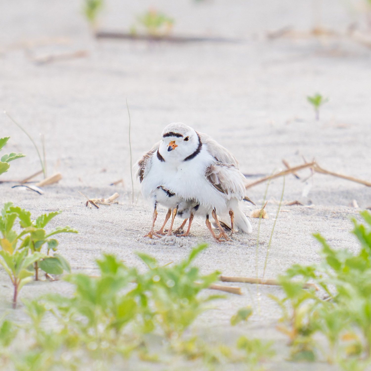 NYC Plover Project on Twitter "Piping plover super dad! Plover parents