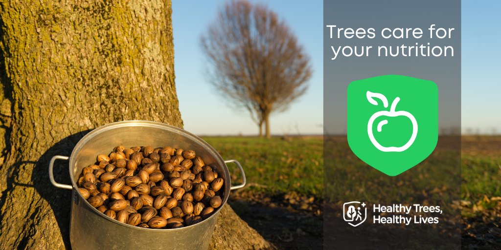 TXForestService's tweet photo. Trees care for your nutrition! Fruit and nuts from trees contain antioxidants which boost your immune system and provide healthy fats to help decrease bad cholesterol levels. #HealthyTreesHealthyLives  🌳🥜 https://t.co/QQJ5QoVjtI