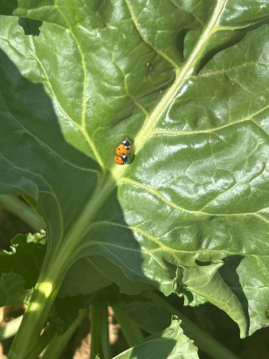 Pierre Louault tweet media