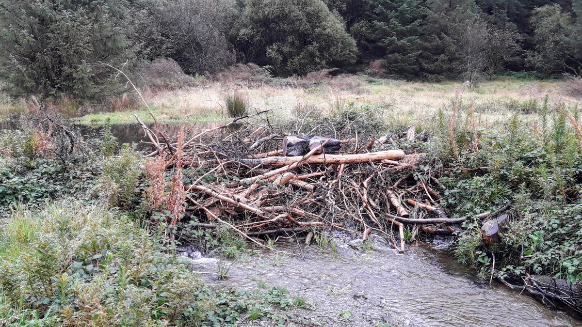olylowe's tweet photo. 📢WANTED: Snr Fluvial Geomorphologist £37k - £41k (+£6k till 2025)📢 

Want to work in a growing team of passionate colleagues to influence others &amp; restore rivers?  

Flexible location covering North &amp;/or Mid Wales. See my tweets for examples of the job.

https://t.co/ABAfycWtbz https://t.co/VVwgYdOdL3