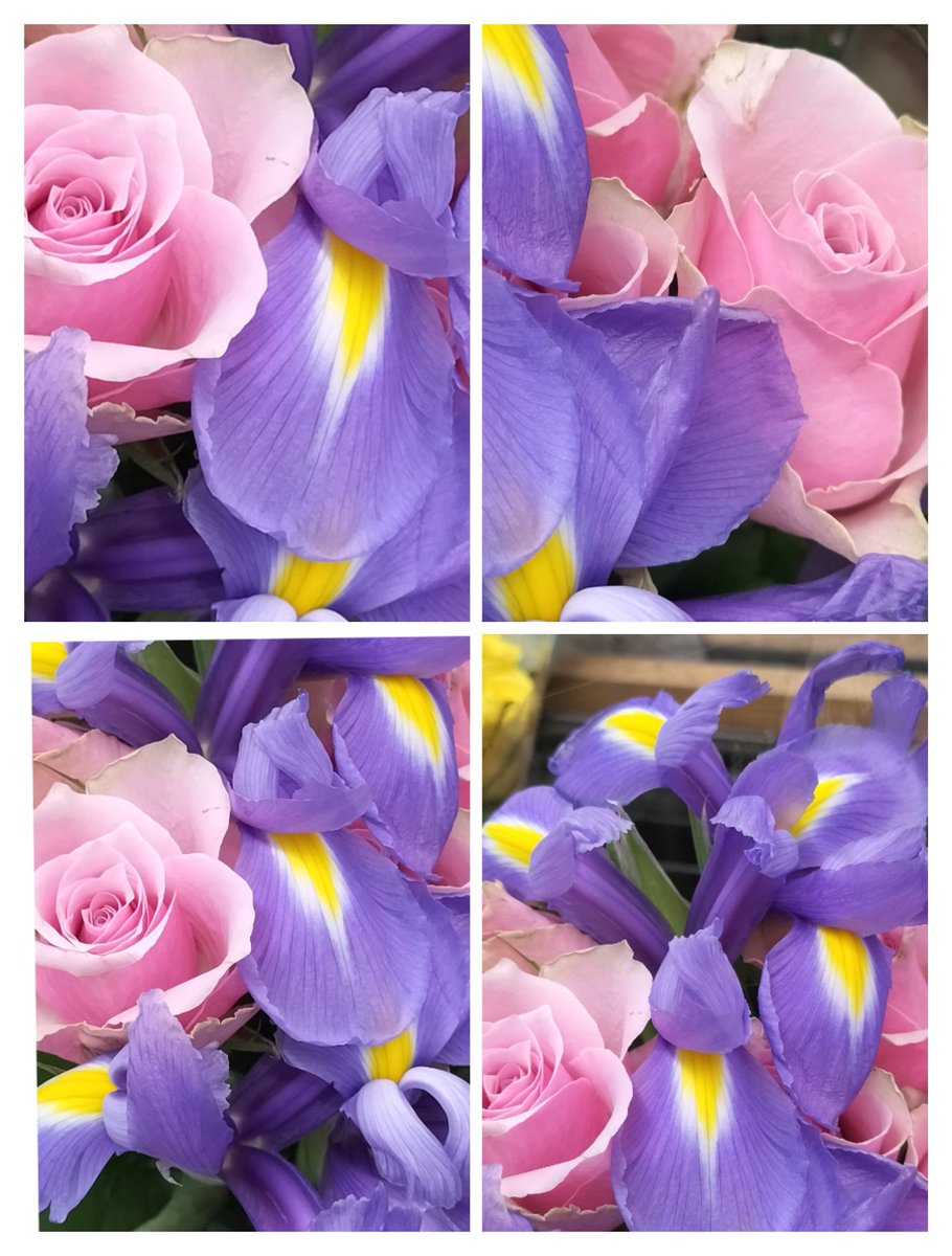 MichellePoet's tweet photo. Magical flowers complimenting each: Beautiful pink roses and lilac irises. I love the colours. 🌸🌈🕊️💟
Collage photo art: Michelle Morris - Kiss of gentle petals. Love and light. 🌸🌈🕊️💟
#magical #flowers #Complimenting #beautiful #pink #roses #lilac #irises #ilovethecolours https://t.co/R8KGSP40TK