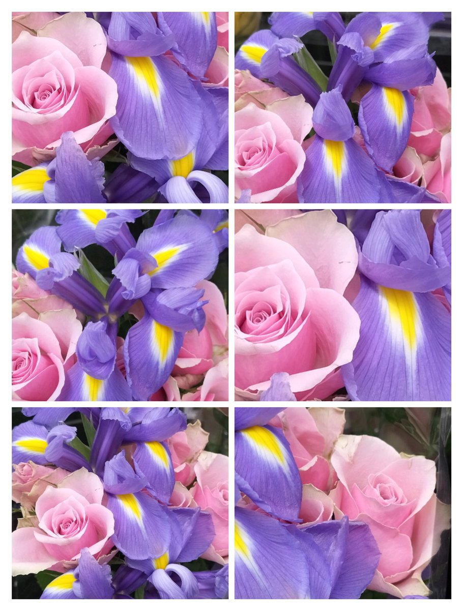 MichellePoet's tweet photo. Magical flowers complimenting each: Beautiful pink roses and lilac irises. I love the colours. 🌸🌈🕊️💟
Collage photo art: Michelle Morris - Kiss of gentle petals. Love and light. 🌸🌈🕊️💟
#magical #flowers #Complimenting #beautiful #pink #roses #lilac #irises #ilovethecolours https://t.co/R8KGSP40TK