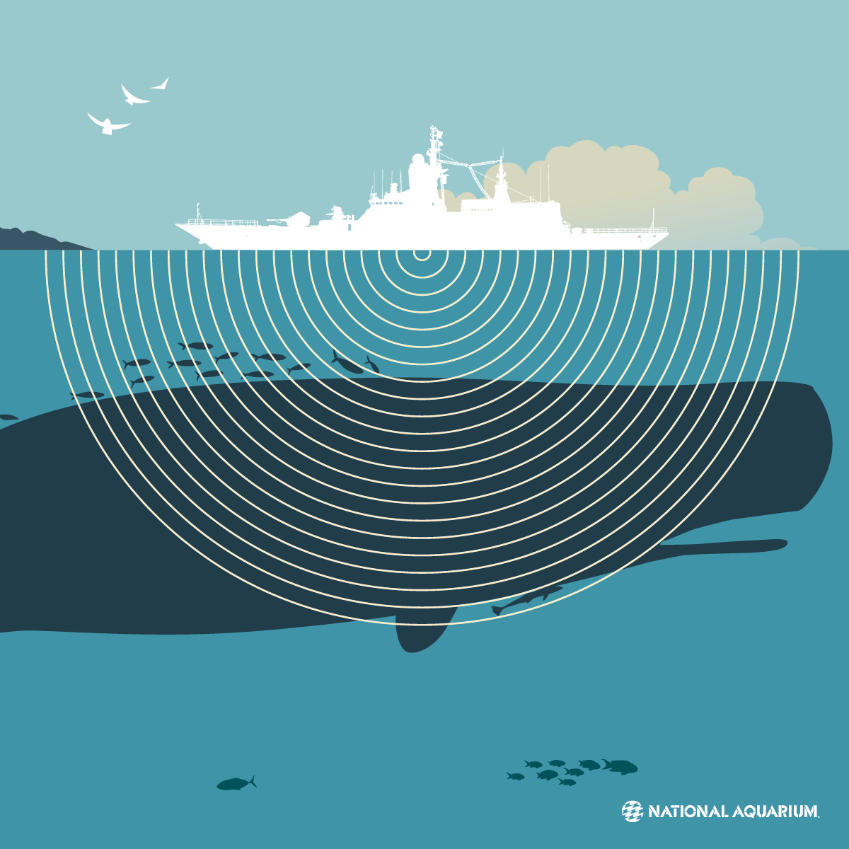 IMOHQ's tweet photo. IMO Marine Environment Protection Committee approved revised Guidelines for the reduction of underwater noise from commercial shipping to address adverse impacts on marine life. 
Read about it here: https://t.co/h9sIGr42LC #MEPC80highlights https://t.co/FYB9fdEtU5