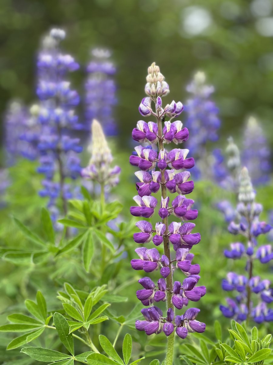 LakeClarkNPS's tweet photo. Nantl'ili t'una; the Dena'ina word for Lupine, meaning “bee's plant".  

The beautiful blue-purple hues of Lupine can be spotted all about Lake Clark National Park &amp; Preserve as summer is now full swing. With abundant rain, the  wildflowers are as full and bright as ever! https://t.co/f2Gyi5die4