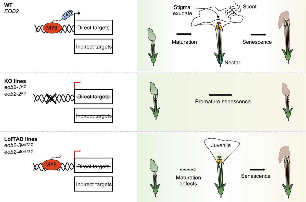 New Phytologist (@newphyt) on Twitter photo A single MYB transcription factor with multiple functions during flower development
📖 ow.ly/R87b50P8n5W
<a href="/MathildeChopy/">Chopy</a> <a href="/martabinaghi/">Marta Binaghi (she/her) 🏳️🌈</a> <a href="/GinaCannarozzi/">Gina Cannarozzi</a> <a href="/geertvangeest/">Geert van Geest</a> <a href="/JulianVerdonk/">Julian Verdonk (@julianverdonk.bsky.social)</a> A single MYB transcription factor with multiple functions during flower development
📖 ow.ly/R87b50P8n5W
<a href="/MathildeChopy/">Chopy</a> <a href="/martabinaghi/">Marta Binaghi (she/her) 🏳️🌈</a> <a href="/GinaCannarozzi/">Gina Cannarozzi</a> <a href="/geertvangeest/">Geert van Geest</a> <a href="/JulianVerdonk/">Julian Verdonk (@julianverdonk.bsky.social)</a>