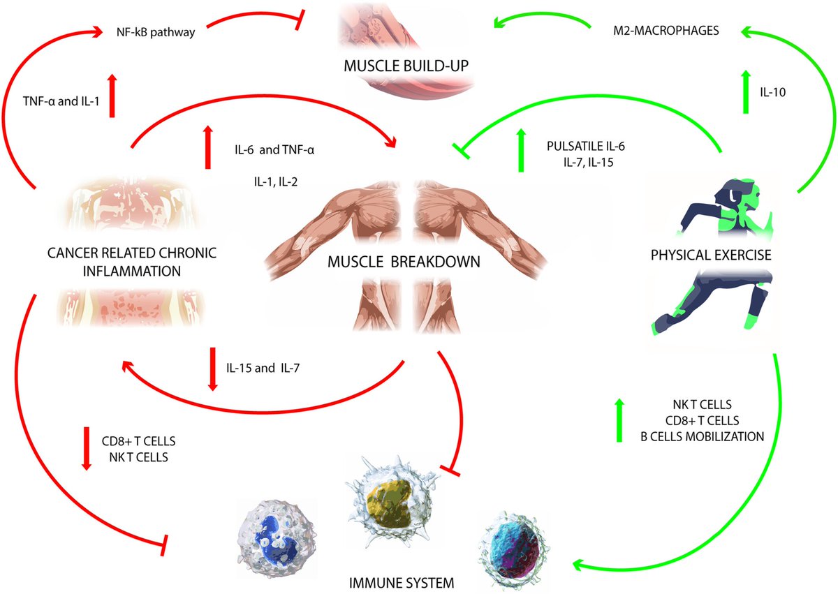 IberianCitizen's tweet photo. El ejercicio físico reduce la inflamación sistémica y contrarresta el desgaste muscular inducido por el síndrome de caquexia por cáncer.
#ejercicio #cancer #inmune #NK #macrofagos #linfocitos #TNF #IL #pulmon
https://t.co/bnham3bgPr https://t.co/6CGrds4Jk6