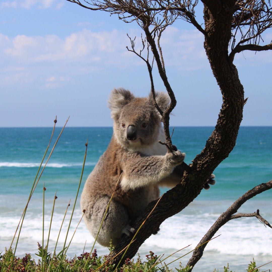 SteelFDN's tweet image. Florida isn’t ready for me😎 |@MissionKoala