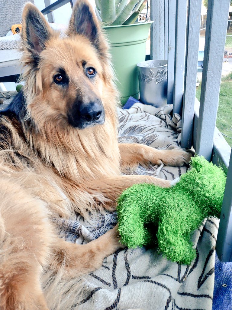 bonnie blue ♀ on Twitter "Good morning everyone, from Apollo and green