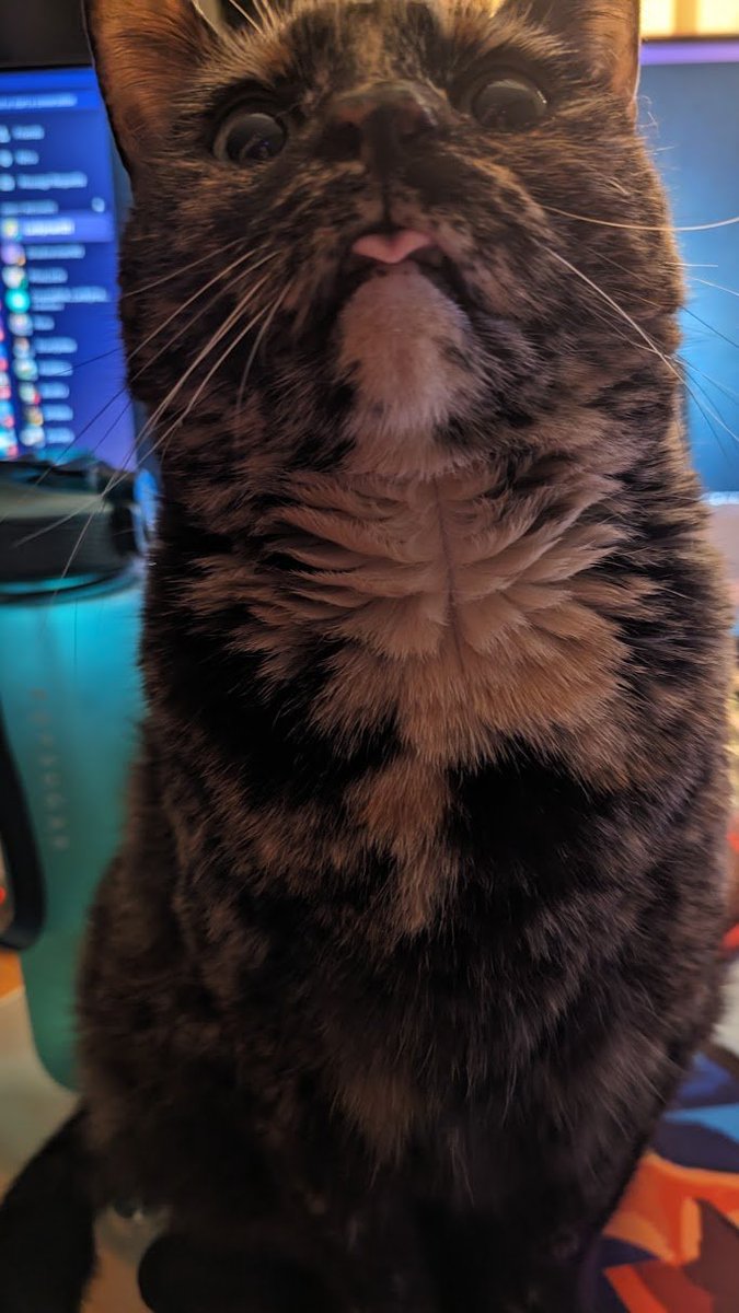 MsDevDev's tweet image. Blep. That's the tweet

#catlady #smallstreamer #gamergirl