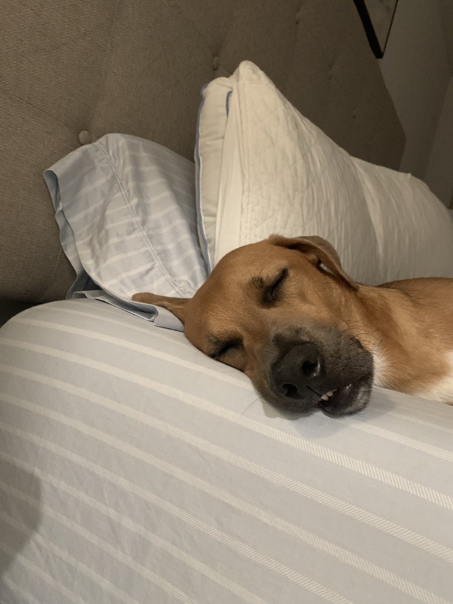 paigelove_30's tweet photo. Happy Gotcha Day to our baby! 

Beaux Allen ♥️ https://t.co/vIIZf0D1fr