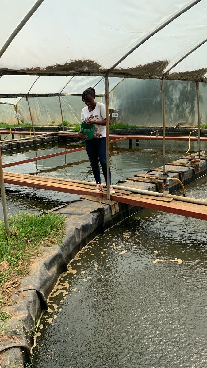 What do you wish to see and learn more about in this upcoming #RwandaAgriShow2023?

Choose in the following:

1. Modern rabbit farming
2. Modern poultry farming
3. Modern pig farming
4. Modern fish farming 

Let us know in comment section