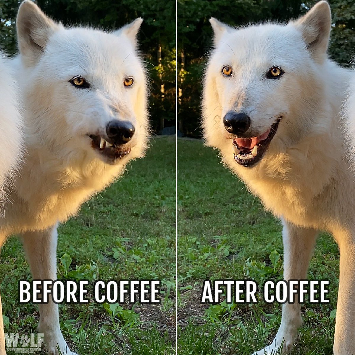 Wolf Conservation Center 🐺 tweet media