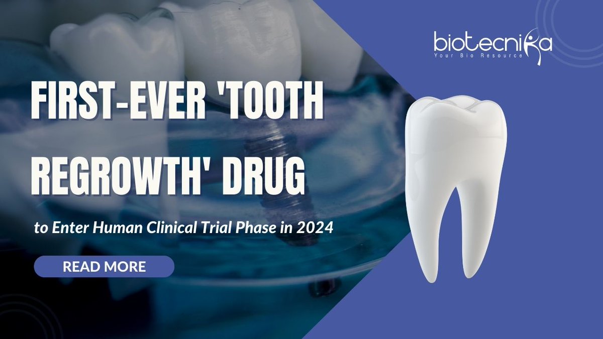 3syncR's tweet photo. A drug that makes teeth regrow: Scientists move closer to clinical trials

https://t.co/BCu7vpVL8c

Scientists are working on a revolutionary drug to help children aged 2-6 who suffer from anodontia. Safety of the drug will be tested before it can be used to treat patients. https://t.co/6HCI3iWH6p