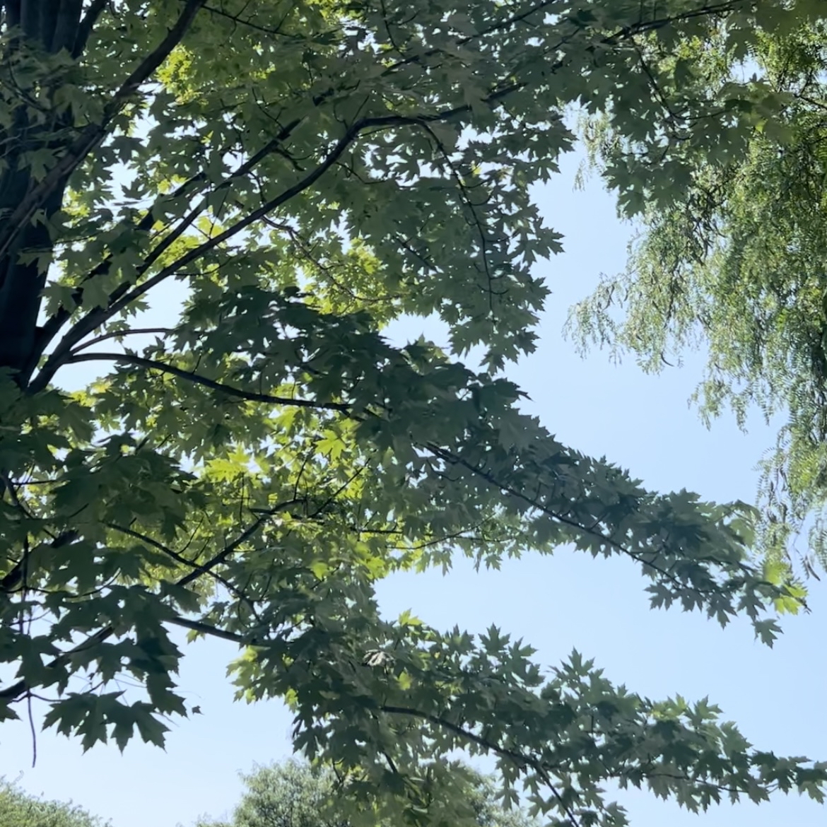 TSOA 2023 Summer Immersion Program has started! The School of Architecture, founded by Frank Lloyd Wright as the Taliesin Fellowship in 1932, is pleased to offer our Summer Immersion 2023 program for a second year, hosted at the IIT Campus. #architectureschool #summerimmersion