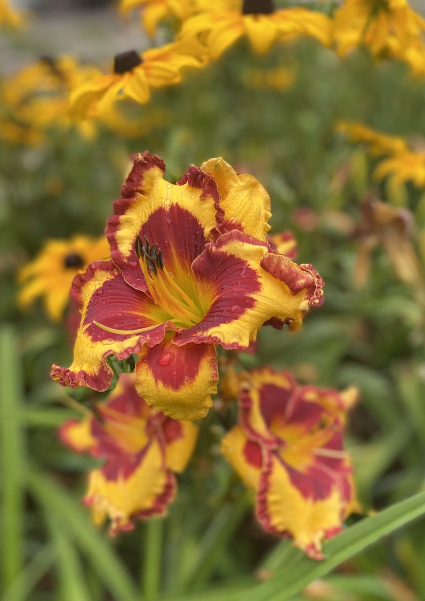 “John Bassill” refuses to disappoint!  I started with a single fan two years ago and the plant has grown into itself.  #daylily #johnbassill #daylilies #flower #flowerphotography #GardenersWorld #perenial