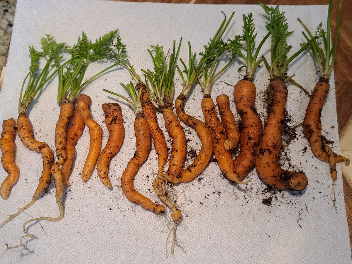 First time growing baby carrots. I think the wild deer and/or rabbits got half of what I planted. #smallfarm