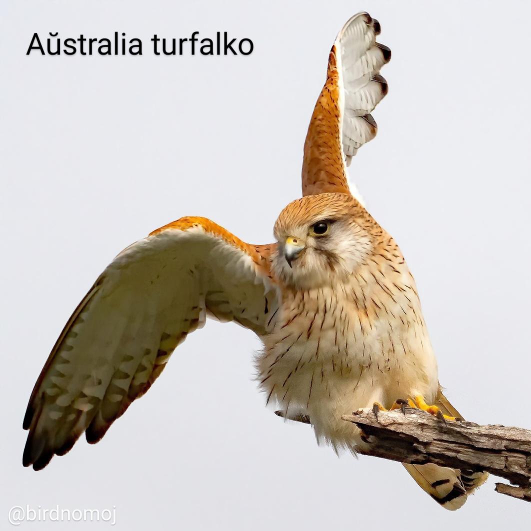 Aŭstralia turfalko 🌏 #Aŭstraliajbirdoj #Novgvineajbirdoj | #Esperanto #birdnomoj #birdoj