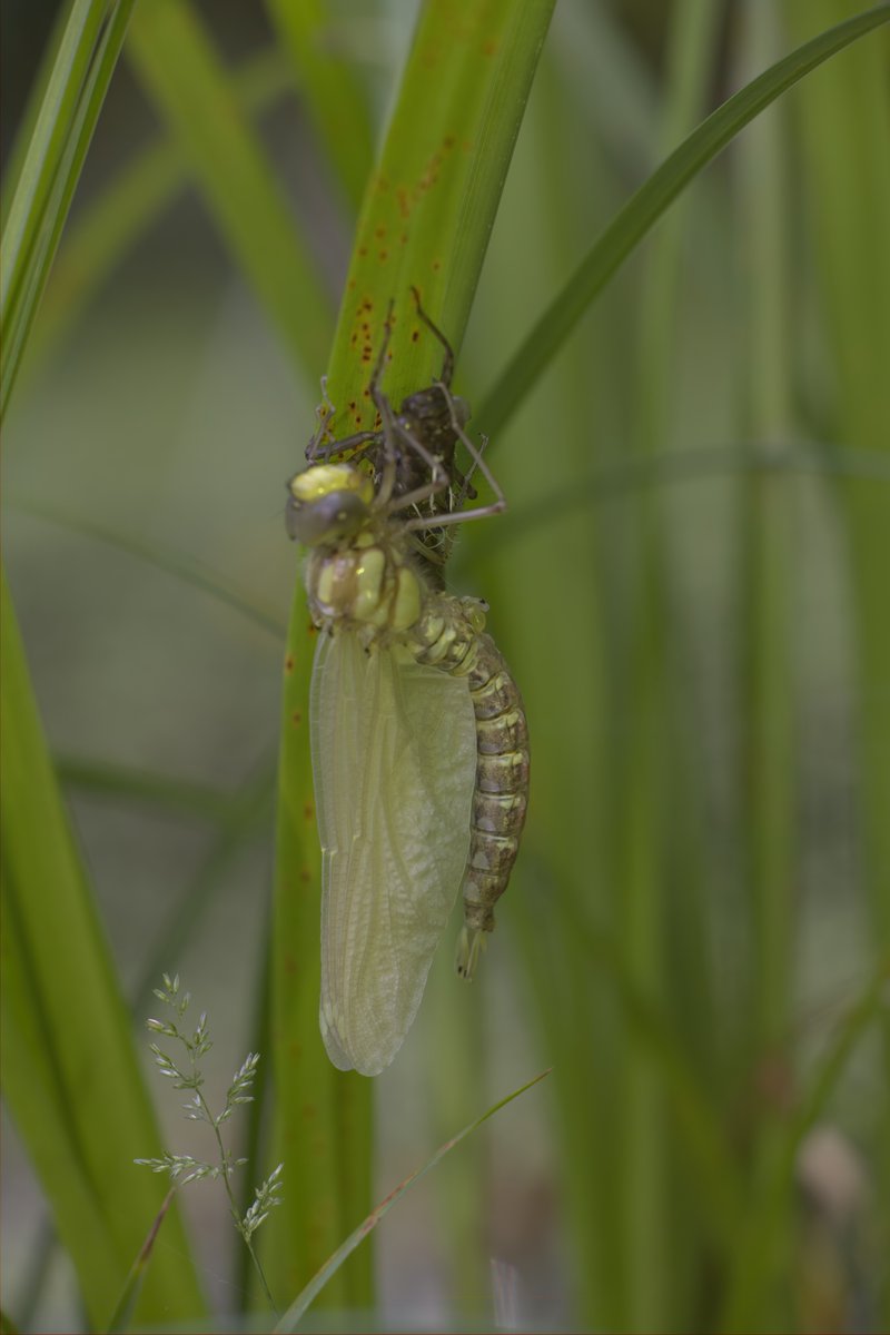 Another Southern hawker emerges from my pond this morning. About 20 so far! <a href="/BDSdragonflies/">British Dragonfly Society</a> @_WildYourGarden <a href="/NatureUK/">NatureUK</a> <a href="/Nottswildlife/">Nottinghamshire Wildlife Trust</a>
