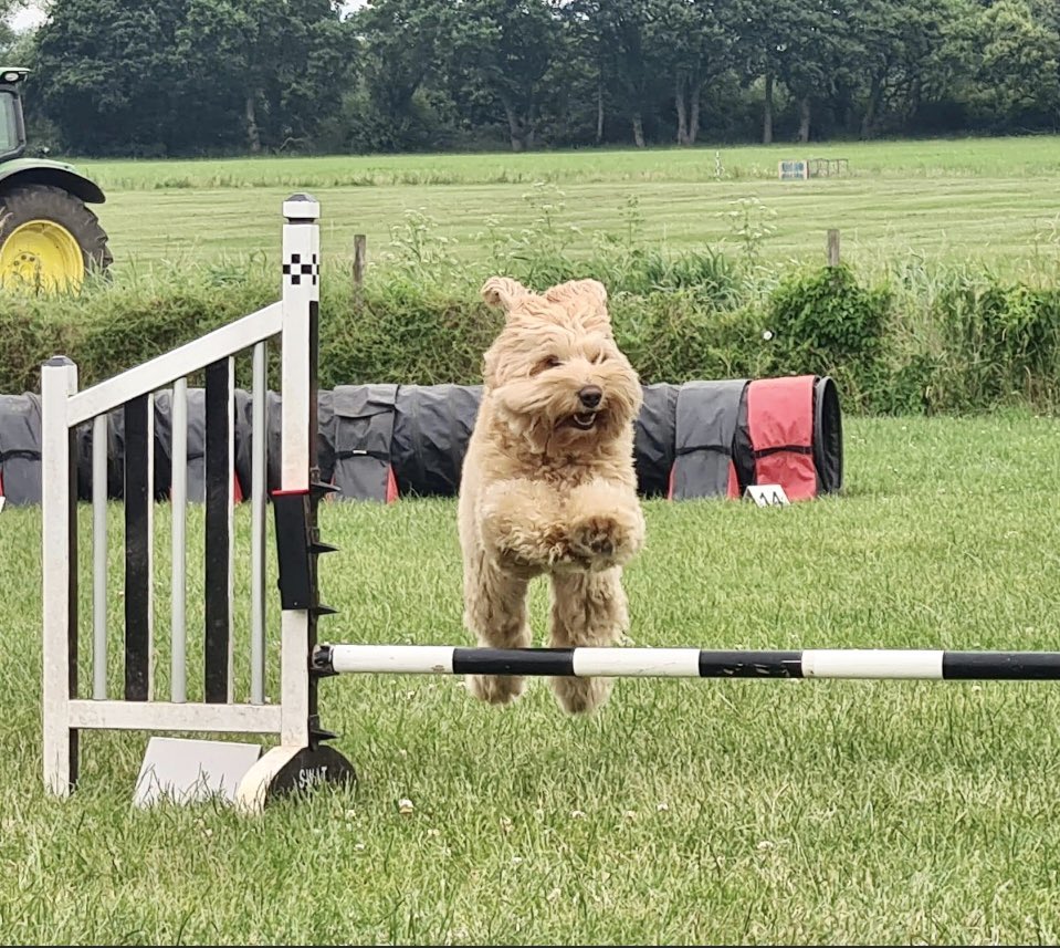 dog_wells's tweet photo. @SoVeryBritish Pooh https://t.co/3hTAjne99i