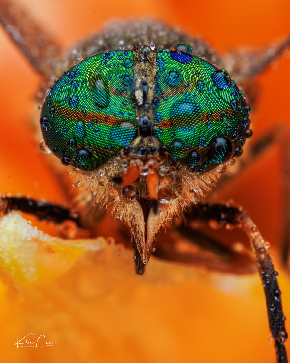 Greenheads..Anyone who has spent time in the NJ coastal marshes during the summer has had a run in with these locals! At least they have pretty eyes.. @ThePhotoHour @MacroHour @CanonUSAimaging @insectweek #TwitterNatureCommunity #nature #macrophotography @admired_art @njspots