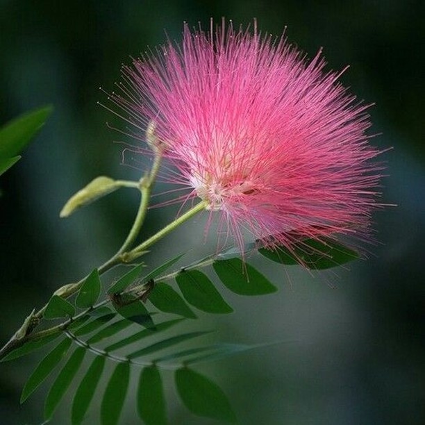 Shathi_Akter_'s tweet photo. Beautiful flowers 🌷

#beautiful 
#Nice 
#great https://t.co/VrZW43OrQc