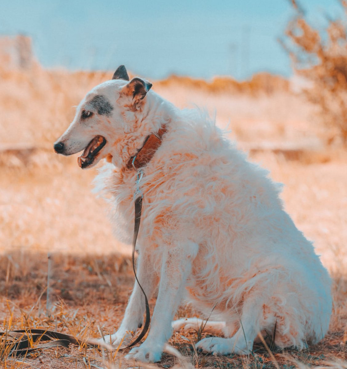 #CASTELLÓN
#GINEBRA tiene 12 añitos y hace uno que la rescatamos de aquellas cadenas que le impedían ser feliz.

Tranquila, muy tranquila, pero cuando sale, le encanta jugar con los otros perretes, aunque al ratito, ya está acostadita otra vez.

Es súper buena, sociable (menos