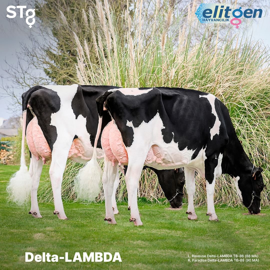 #ElitGenHayvancılık by <a href="/STgenetics/">STgenetics</a>