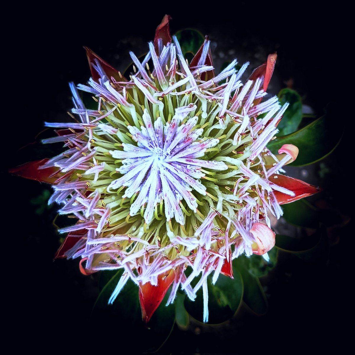 REAL JARDÍN BOTÁNICO tweet media