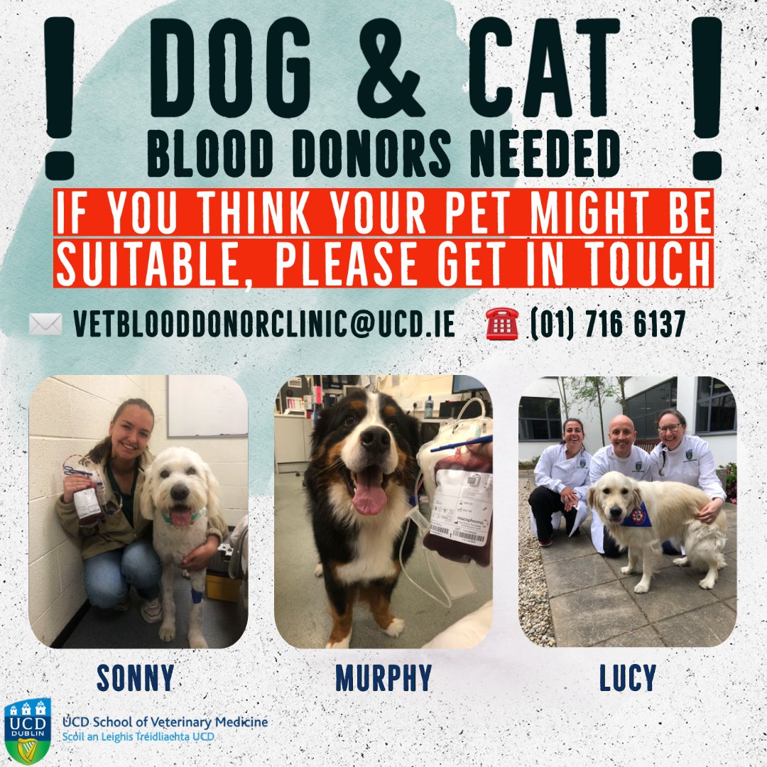 UCD School of Veterinary Medicine on Twitter " ️🐶🩸🐱 ️Our Veterinary