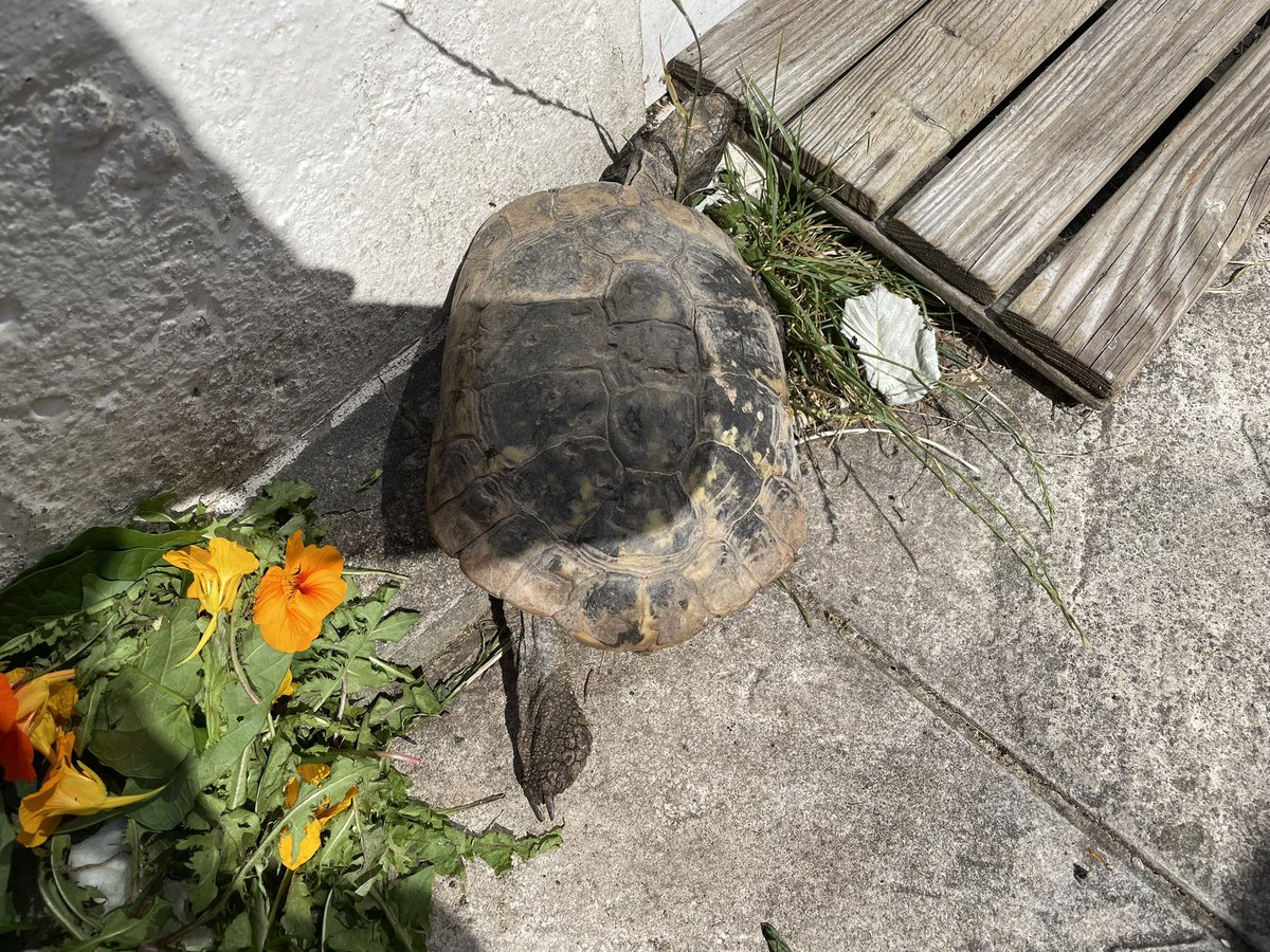 shaunyoung_'s tweet photo. #TortReport Lady J was waiting for brekky…Speedy realised the minion was here &amp; soon joined, along with Charlie-cat…Lady J after having her fill went for a ‘nonchalant’ sploot to take in the rays…🐢🥬🐢🌿💚🐱🌤️😊 #TortoiseLife #Tortoise #CharlieCat #TortSploot https://t.co/s50RYfnMgd