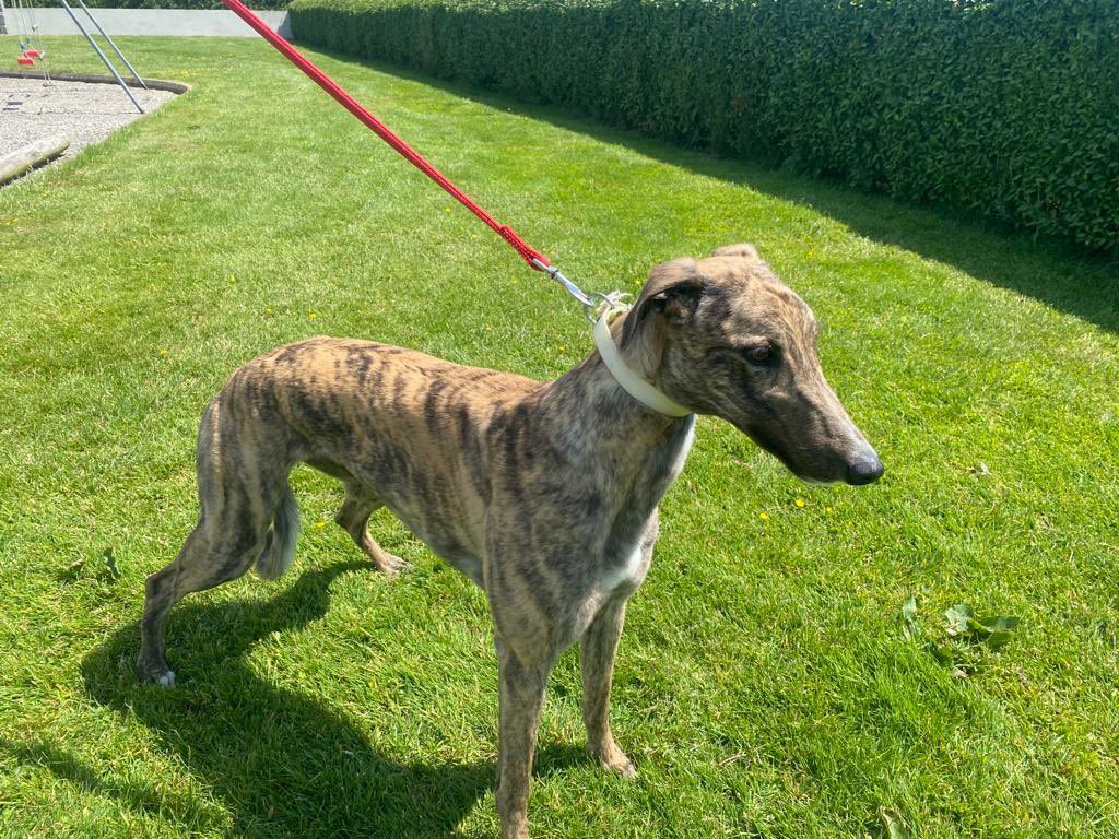 @EoinTroy2 (@eointroy21) on Twitter photo Mystical Lexi makes her journey to Monmore today for the sales <a href="/GreyderSales/">Greyhound Trader</a> . Lexi is a beautiful young daughter of Grangeview Ten. Take a look at her only on race on igb when narrowly denied in 28.70. confirmed that form with a blistering 28.40 trial at Lmk last week. Mystical Lexi makes her journey to Monmore today for the sales <a href="/GreyderSales/">Greyhound Trader</a> . Lexi is a beautiful young daughter of Grangeview Ten. Take a look at her only on race on igb when narrowly denied in 28.70. confirmed that form with a blistering 28.40 trial at Lmk last week.