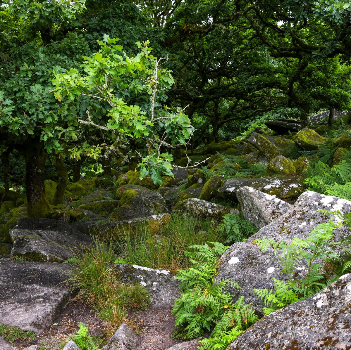 Trees covered in rare Atlantic mosses and lichens